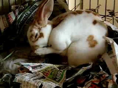 Rabbit giving birth-baby bunnies