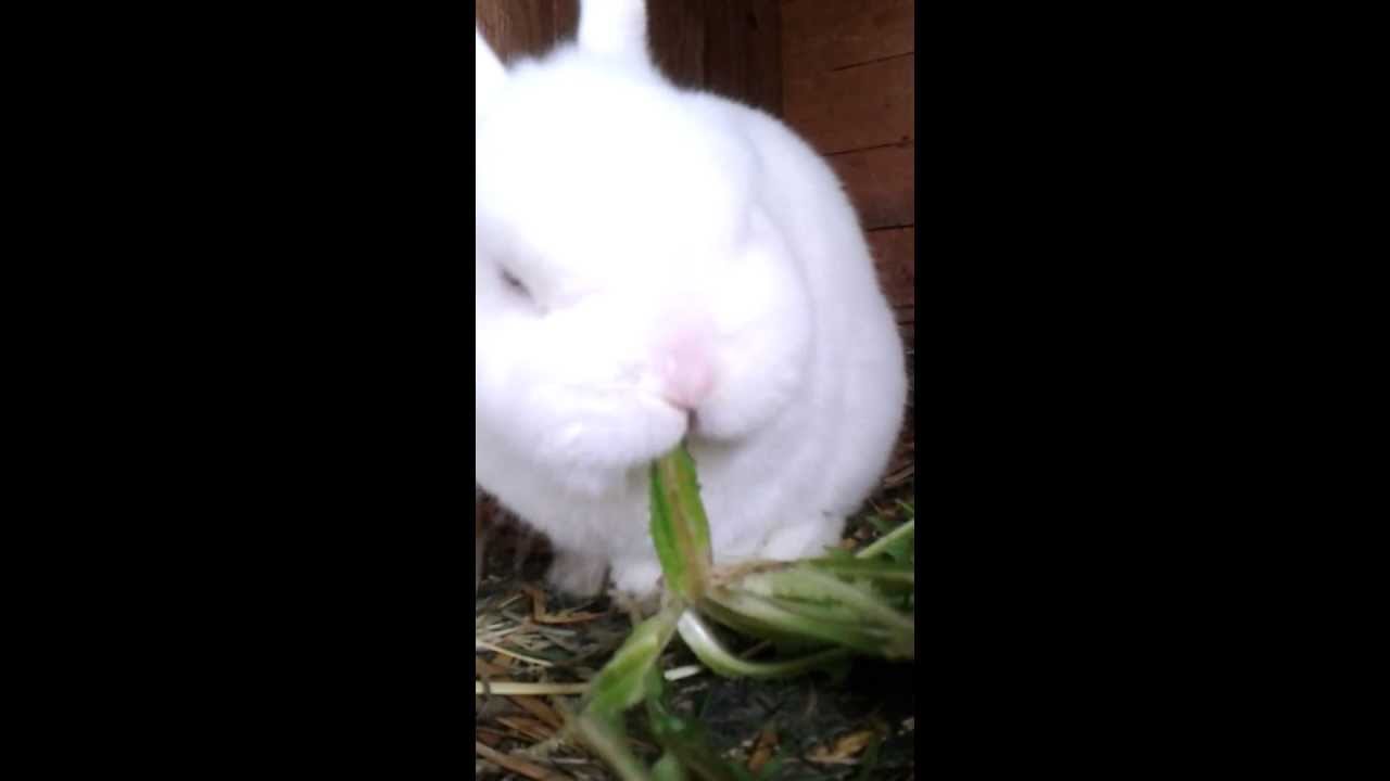 Very cute rabbit smack while eating grass no fear of me or the camera
