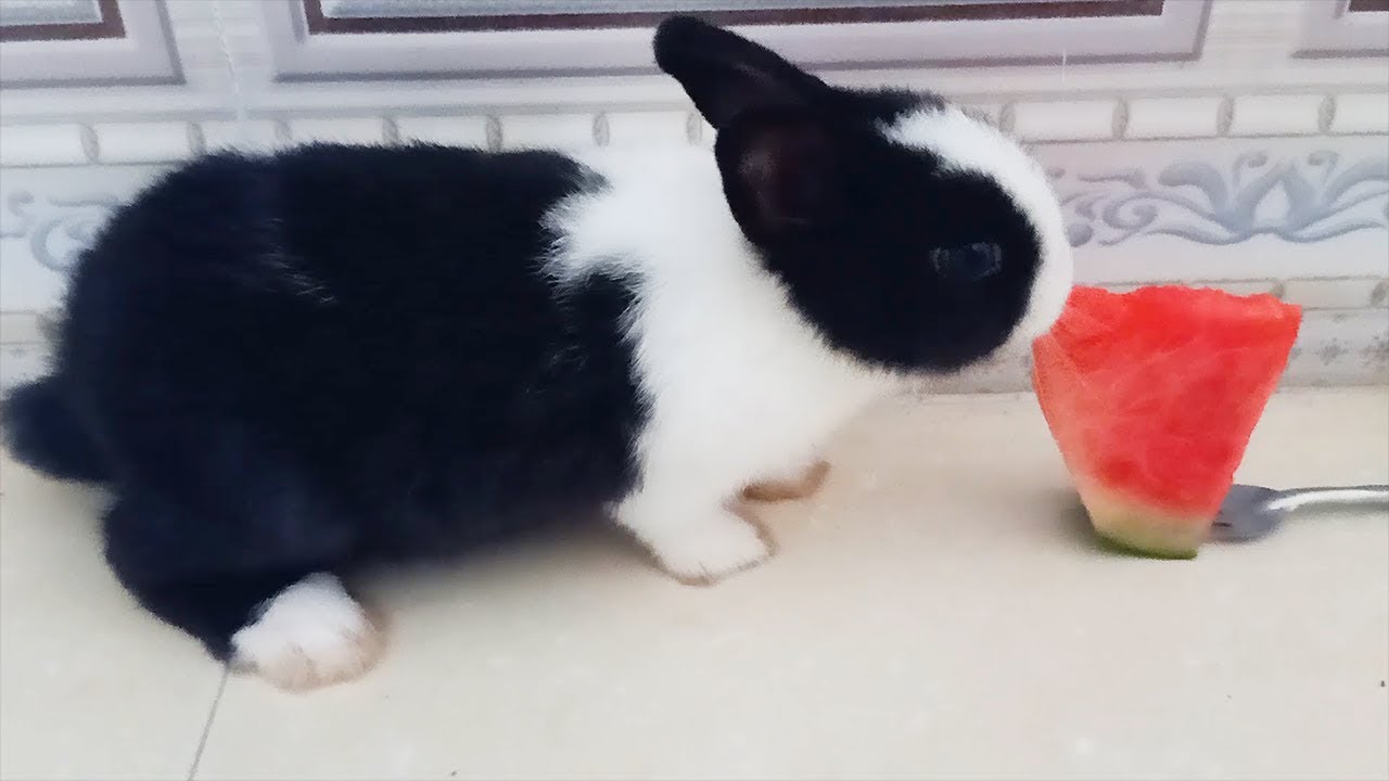Cute Rabbit Eating Watermelon ASMR "LUCY.BUNNY" 2019