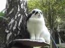 Cute rabbit sits on giant mushroom