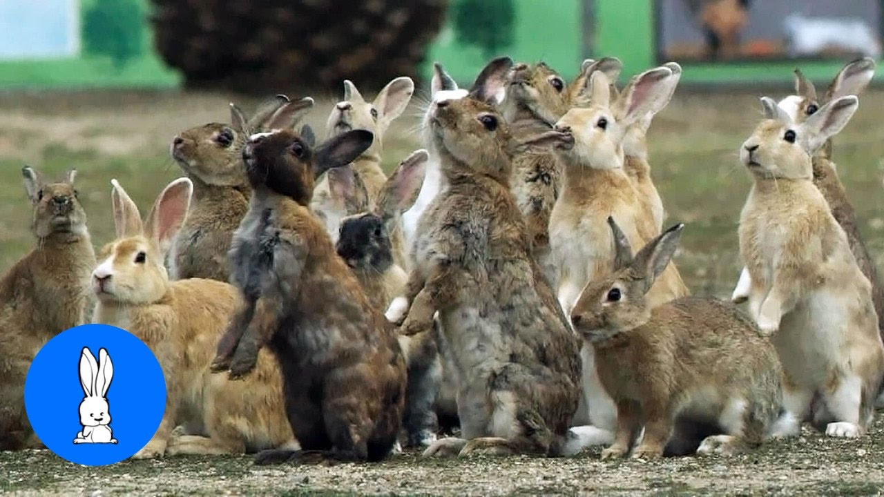Bunny Rabbit Island Japan - CUTEST Compilation