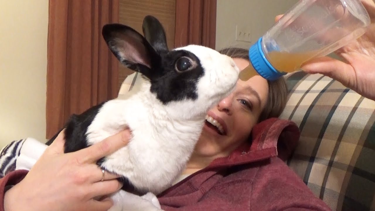 Rabbit drinking from baby bottle! ASMR