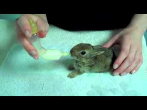 Hand feeding baby rabbit & hedgehog using Catac products