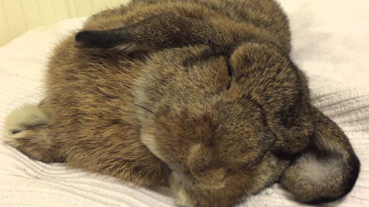 Cute bunny twitches while she sleeps!