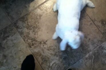 Cute bunny begging for food