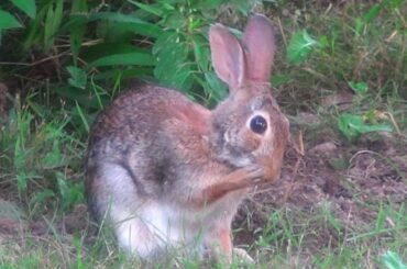 Wild Cottontail Rabbit dust bathing and grooming