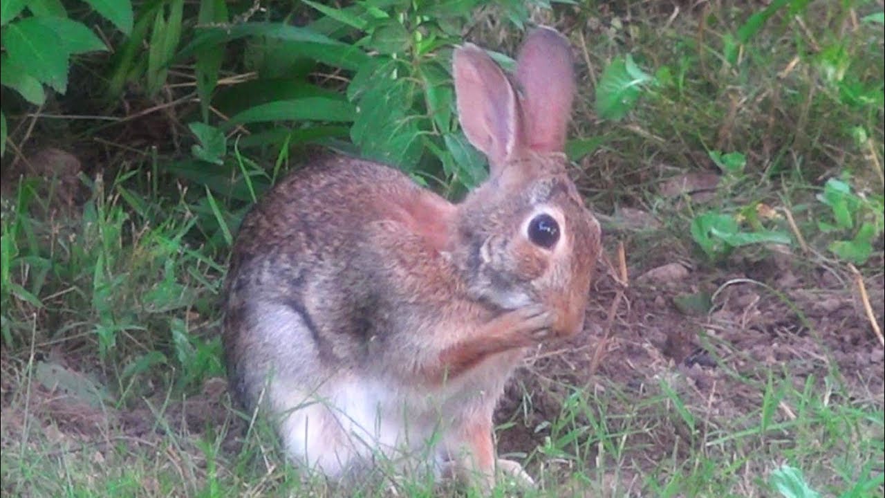 Wild Cottontail Rabbit dust bathing and grooming