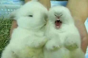 Incredibly Cute Cuddly Furry Rabbits Kissing and Cudling!