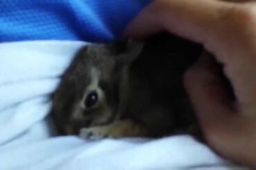 FOUND A WILD BABY BUNNY! - Cotton Tail Rabbit