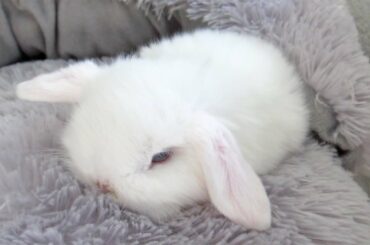Bunny's favorite spot - in the Totoro slipper!
