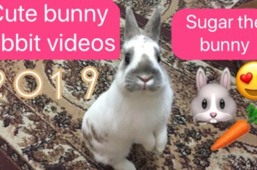 CUTE BUNNY RABBIT VIDEOS