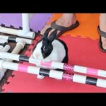Bunny Too Tired To Jump