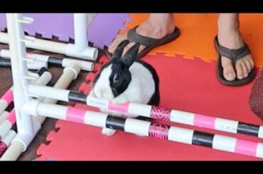 Bunny Too Tired To Jump