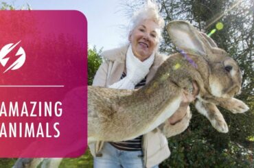 Meet Giant 4ft Rabbit Darius