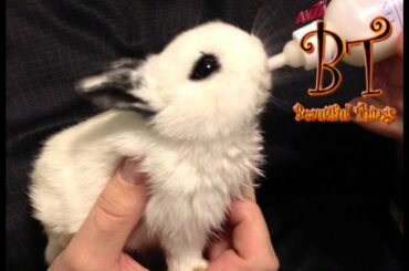 Bunnies drinking milk from a bottle - Compilation