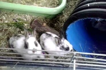 3 week old baby bunnies with their mother