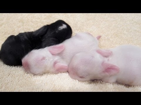 Three Baby Bunnies Snuggling