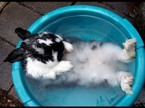 How to bath your rabbit, a guide for bunny pet owners