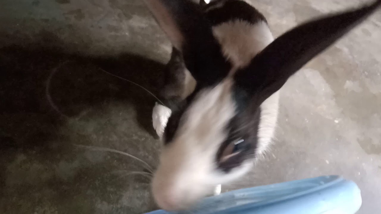 My cute bunny's reaction when he come in front of mirror funny video .flyupgamer