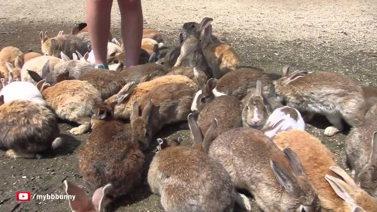 Walking on a Carpet of BUNNIES, on Japan's Rabbit Island!