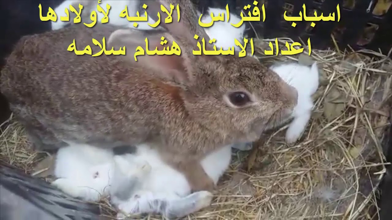 اسباب رفض الارنبه الأم  ارضاع لصغارها Wild baby rabbit feeding time