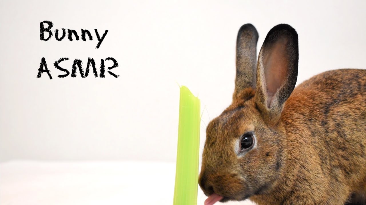 ASMR eating - funny & cute bunny rabbit eating celery