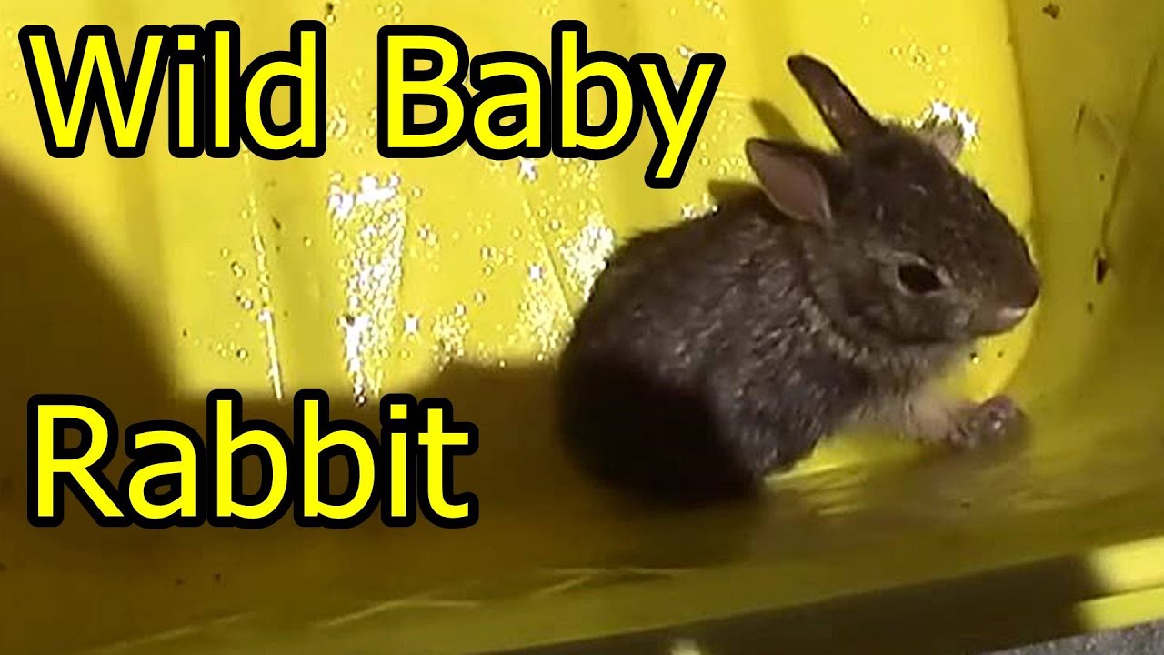 Wild Baby Rabbit Catch And Release