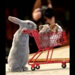 Cute Rabbit / Stark, le lapin qui fait du shopping...