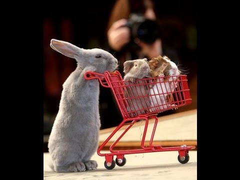 Cute Rabbit / Stark, le lapin qui fait du shopping...