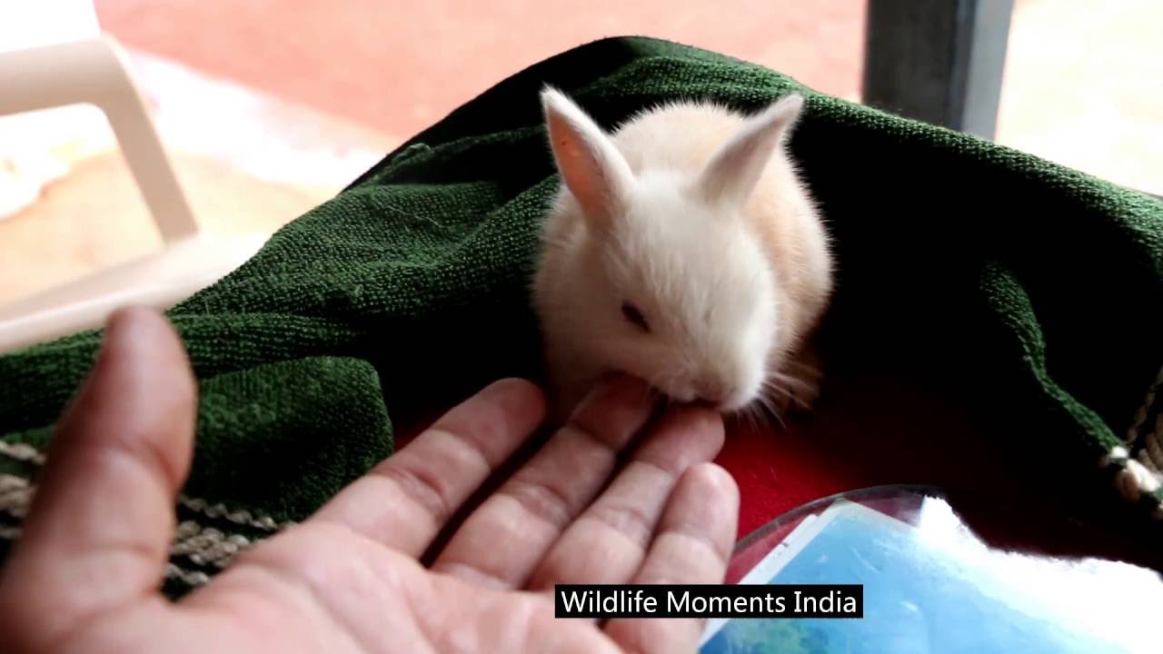 FUNNY BUNNY RABBIT - CUTEST THING EVER.. REVEALED...!! HD