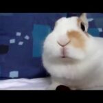 Cute rabbit eats a grape