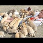 Girl Gets Eaten by Hungry Bunnies on Rabbit Island - Warning: Graphic Content!