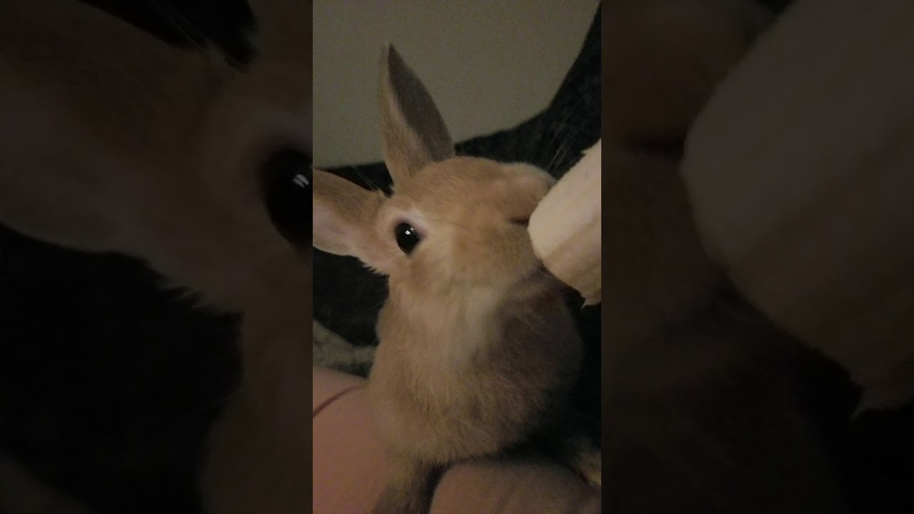 Cute rabbit eating a banana