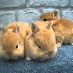 Netherland Dwarf Rabbit Orange Kits Babies Adorable Ginger