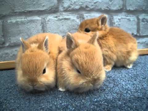 Netherland Dwarf Rabbit Orange Kits Babies Adorable Ginger