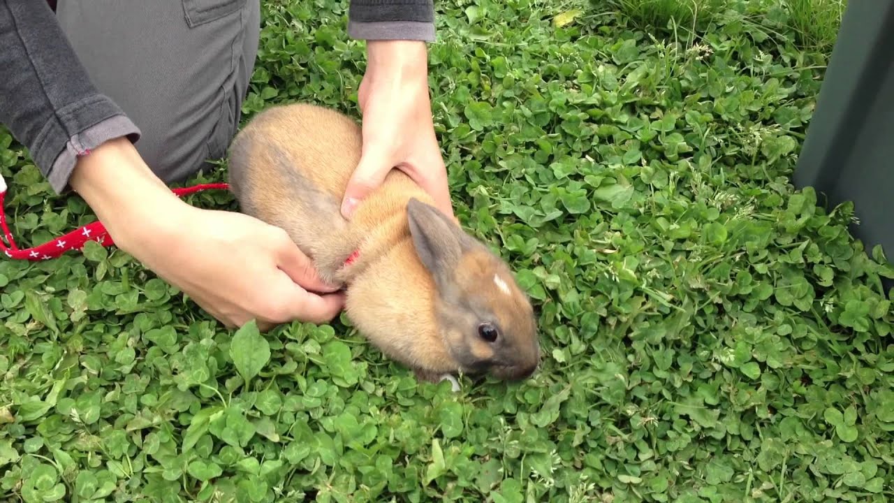 Walk for the first time in a park , Baby bunny rabbit 2months and 18day progress