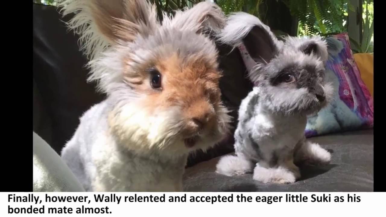 World's Cutest Rabbit Gets An Even Cuter Bestfriend