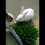 My cute Rabbit eat green fodder