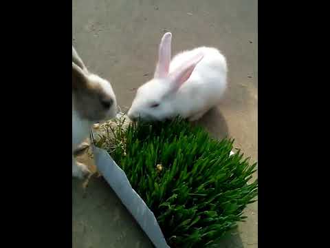 My cute Rabbit eat green fodder