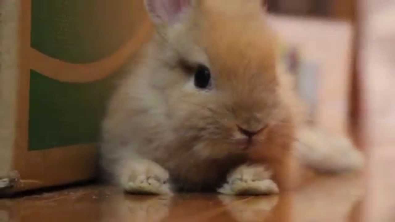 cute peter rabbit when he was a baby