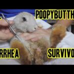 Mr. Poopybutthole Rabbit - Diarrhea Survivor