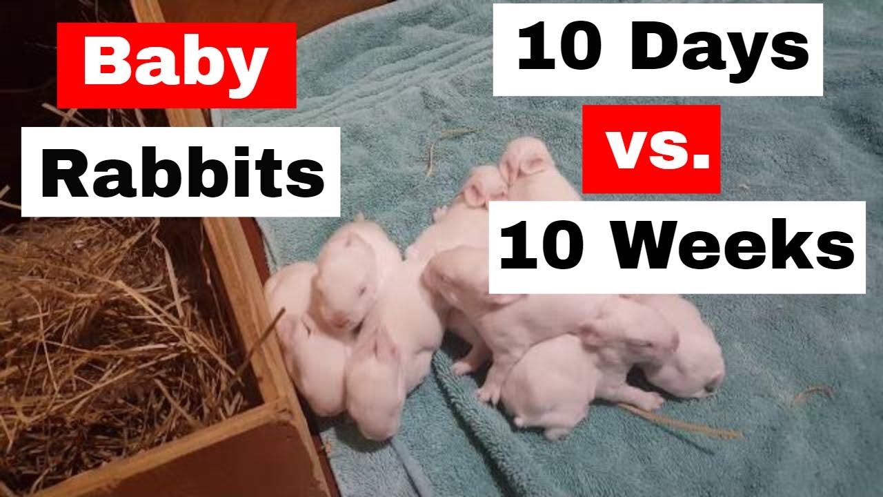 Baby Rabbit update. 10 week grow outs vs 10 day old