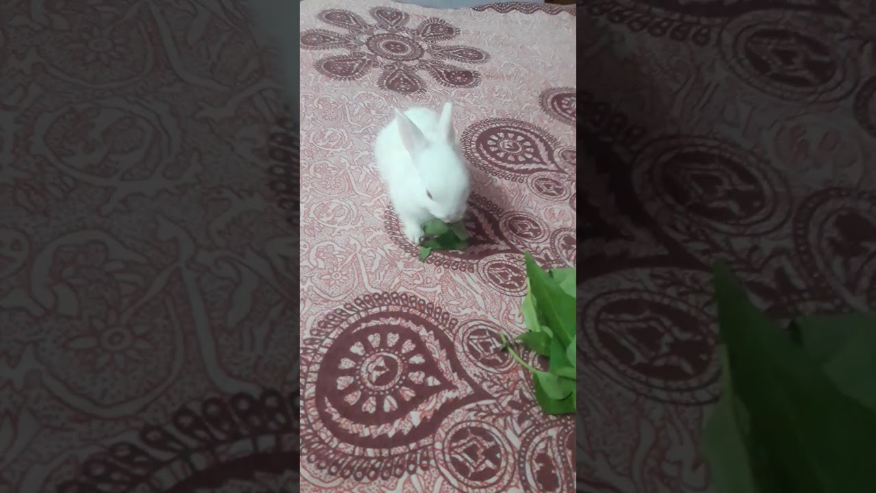 rabbit eating leaves