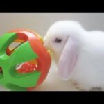 Bunny Playing with Rattle Ball