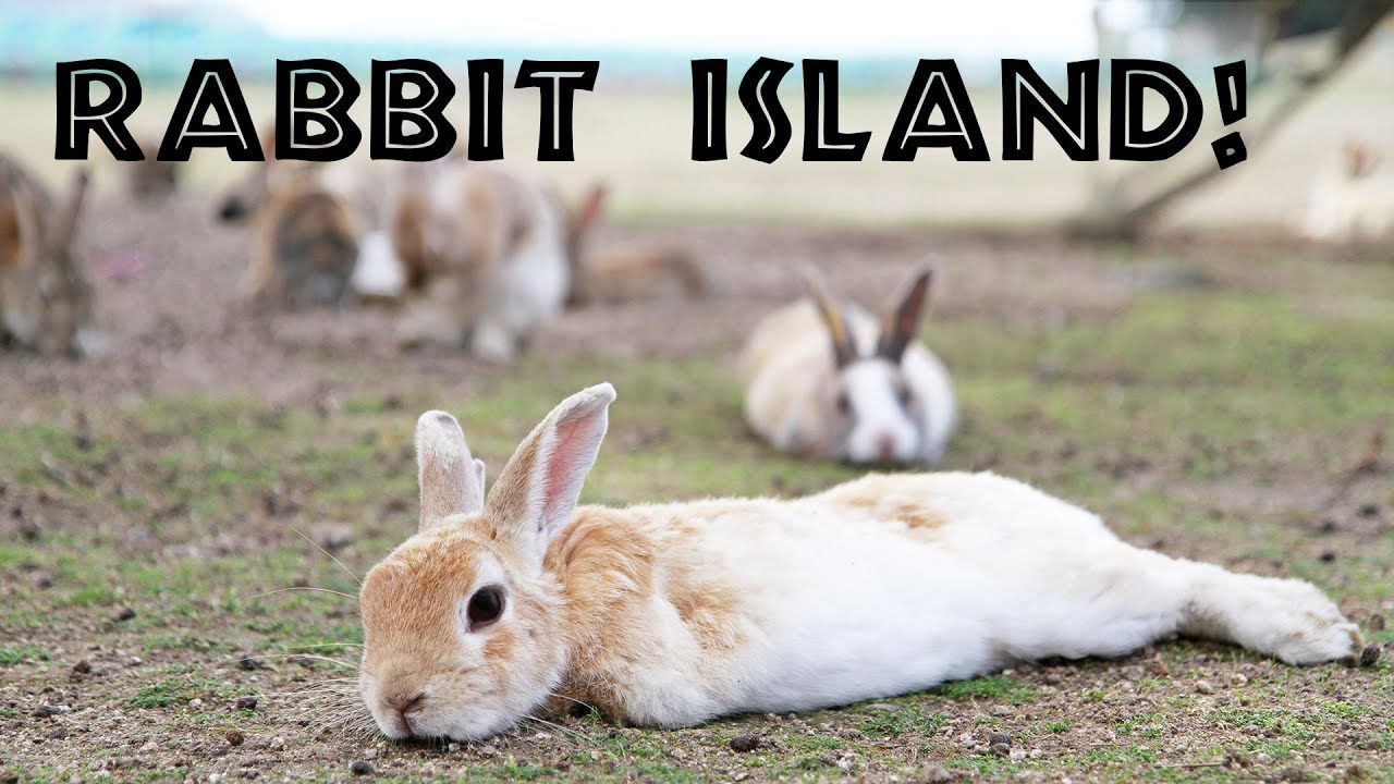 Japan's Rabbit Island - EPIC ADVENTURE!