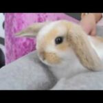 Roger Bunny - Very Cute Miniature Holland Lop Belier Rabbit