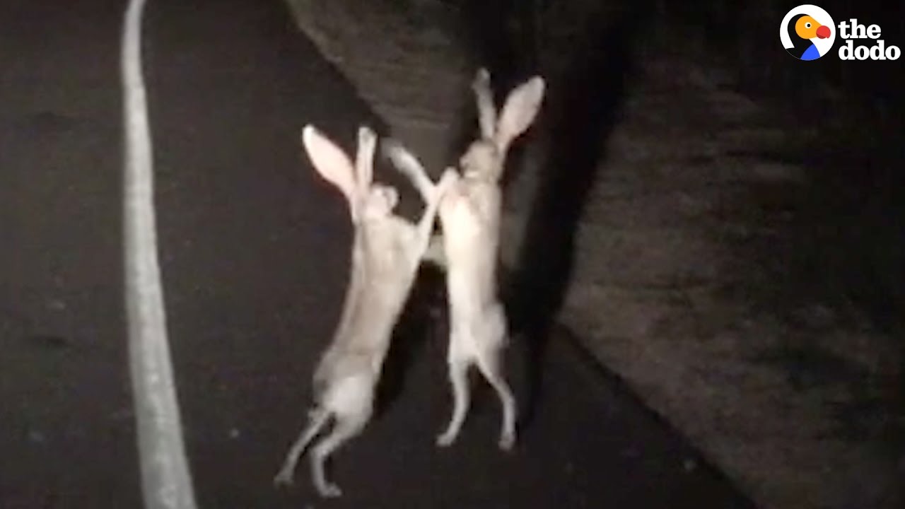 Rabbits Fight In The Cutest Way