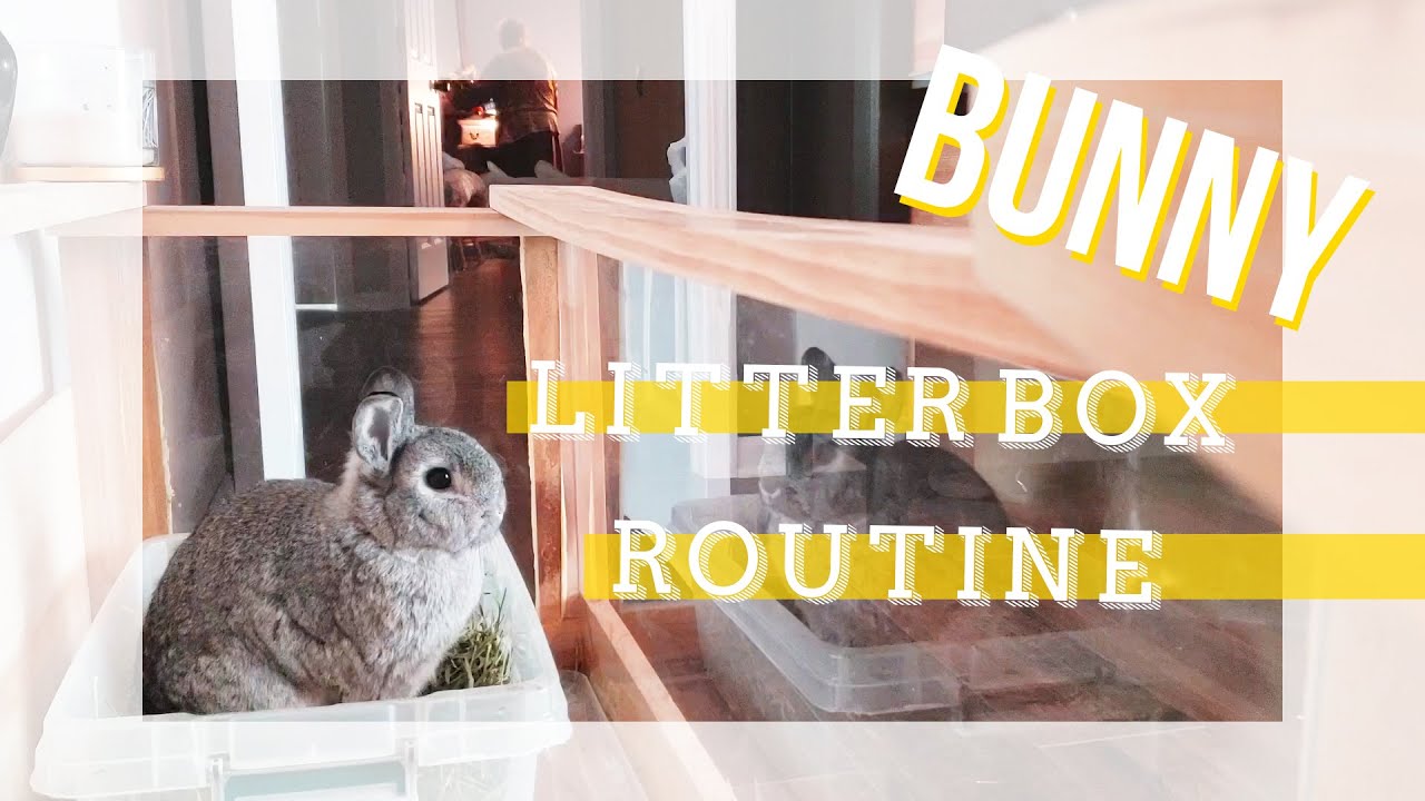 Cute Rabbit Litter Box Routine