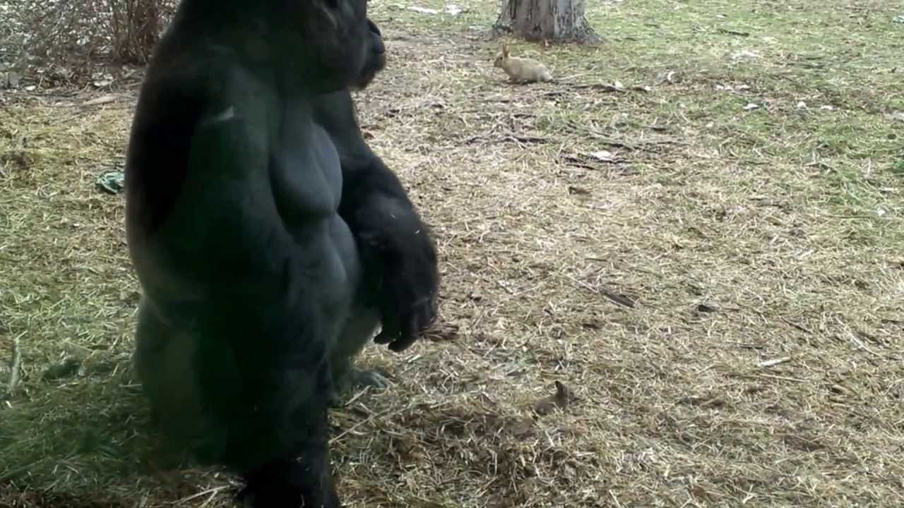 Gorilla Playing With Baby Rabbit