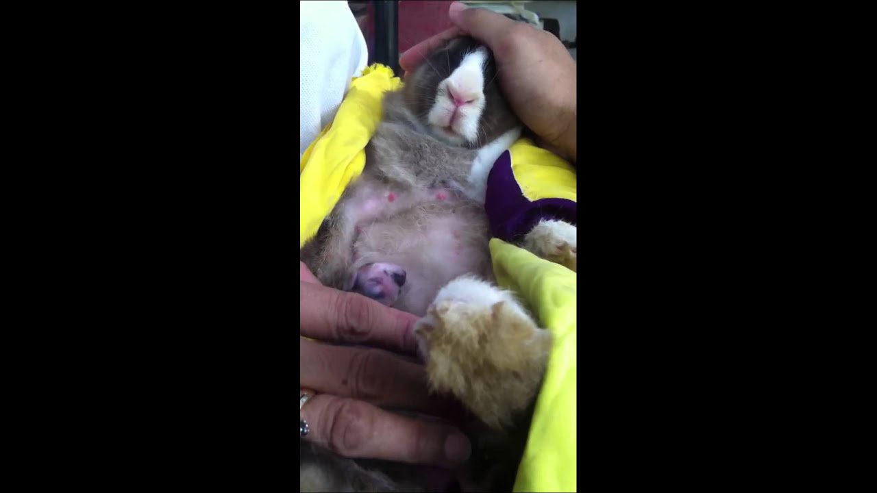 Helping Mother rabbit nursing her babies